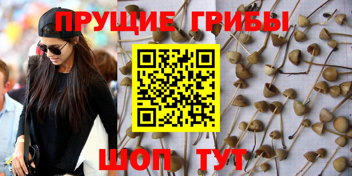 Галлюциногенные грибы Psilocybe Белебей